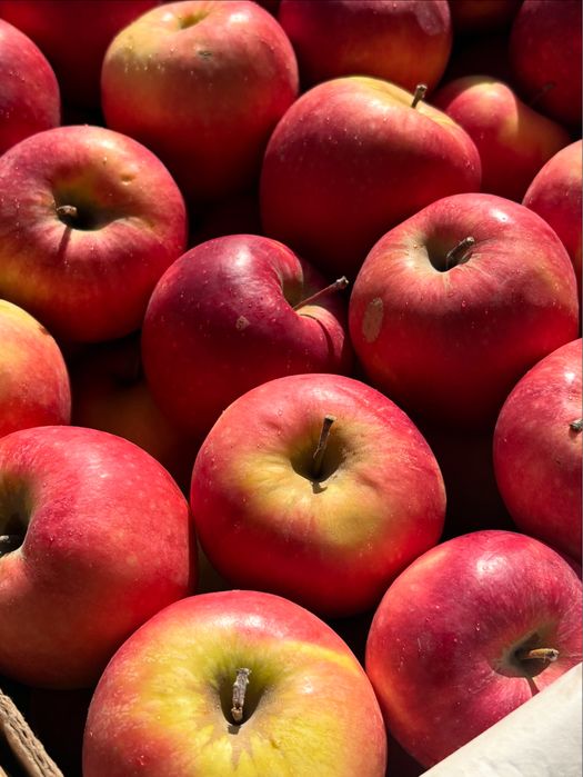 Яблоко сорта Румянка