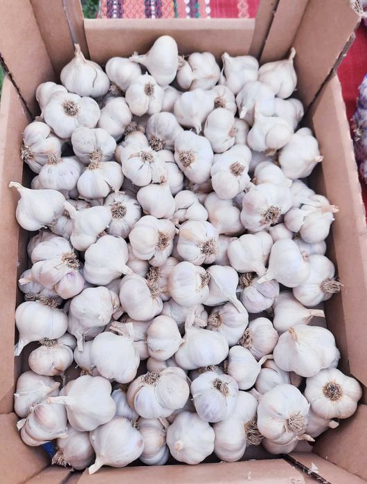 Български зимен чесън собствено производство! Без химикали и пестециди