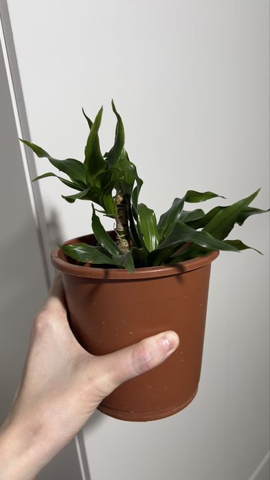 Продам Драцена Компакта