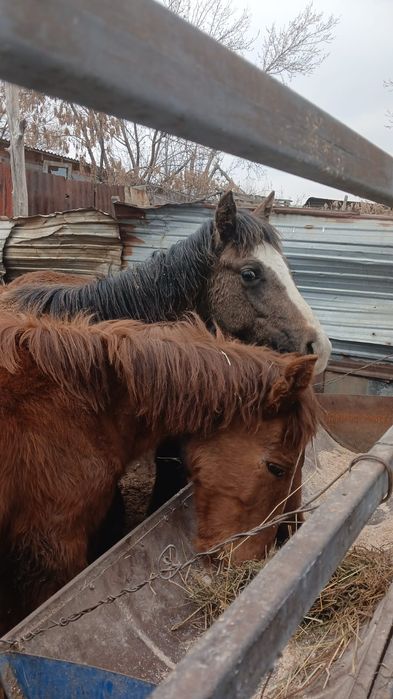 Продам срочно лошадей