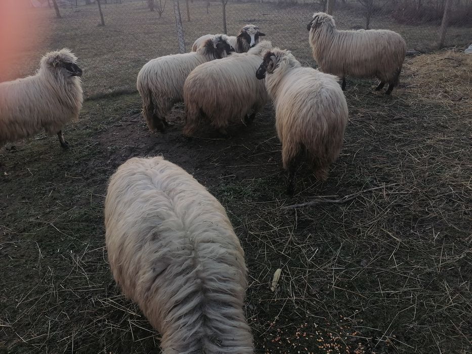 Vând oi Turcană.