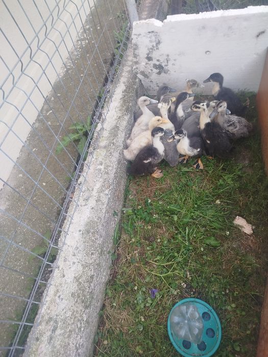 Rate mici de vânzare