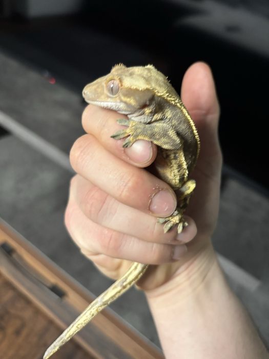 Crested gecko doua nuante