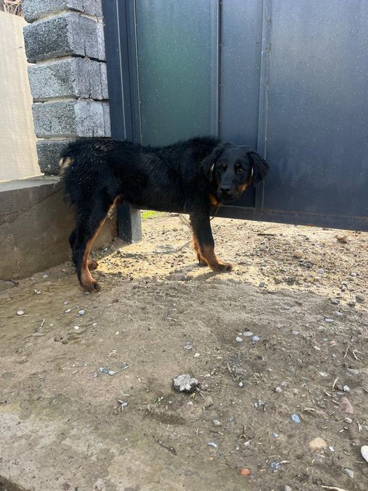 Собака чистый ротвейлер