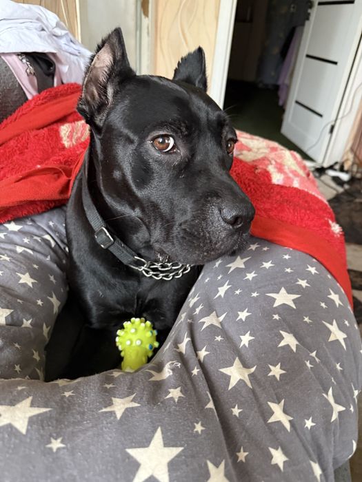 Бронь на щенков кане корсо