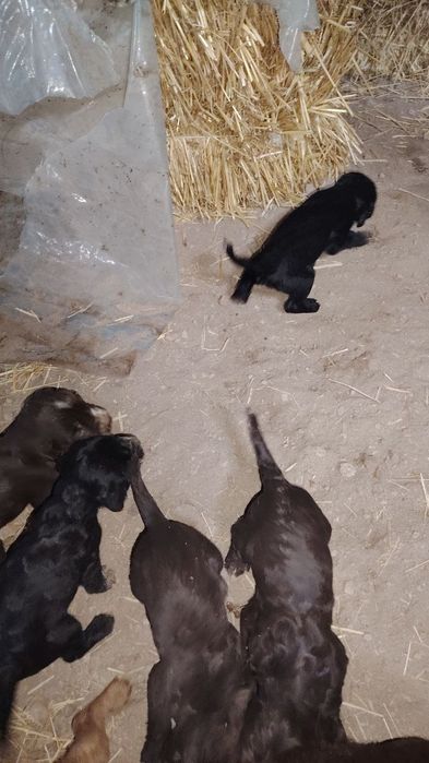 Oxotnik it bolalari  sotiladi