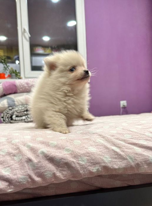 Померан, померани