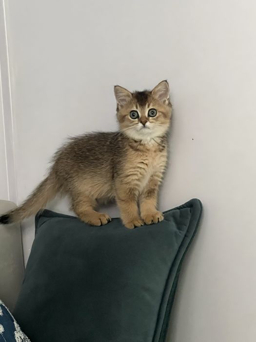 Zolotoya shinshilla Ny24