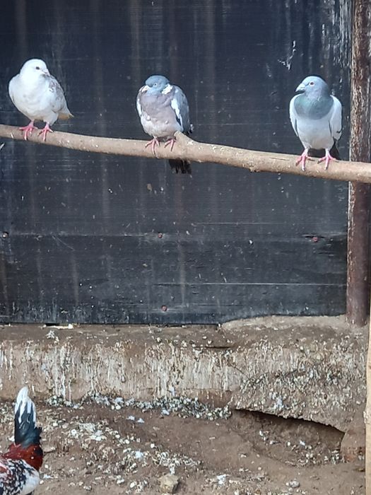 Vând mascul  porumbel sălbatic