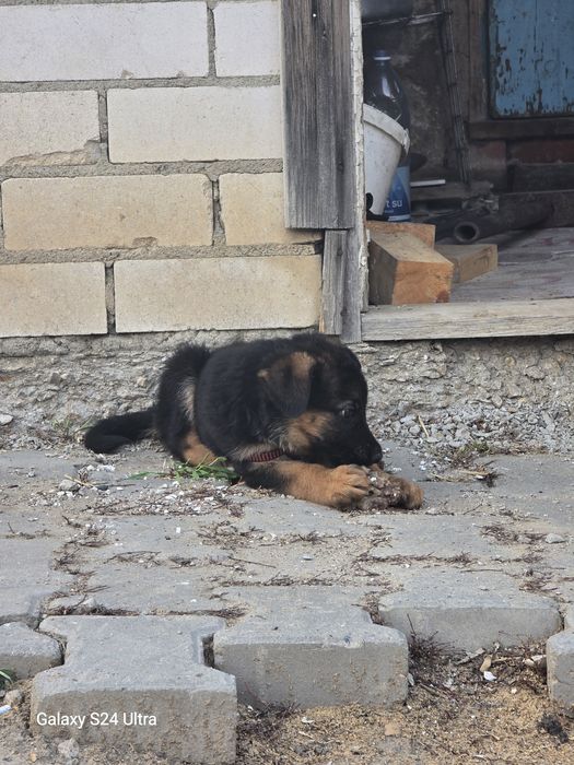 Продам овчарку (суку)