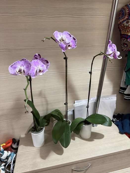 Орхидеи орхидея отцвели