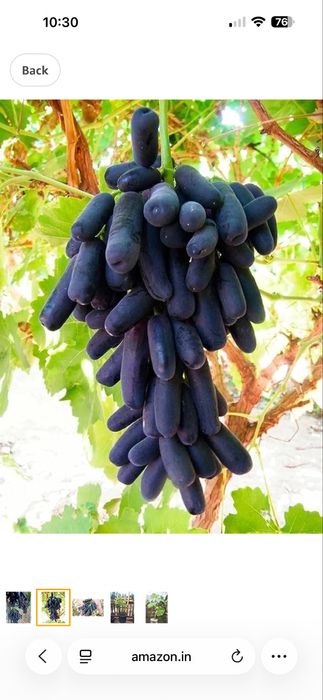 Avatar uzum ko’chatlari