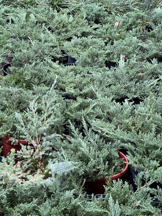 Мажевельник горизантальный