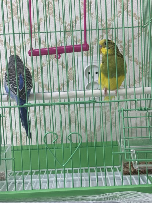 Папугай волнистый!