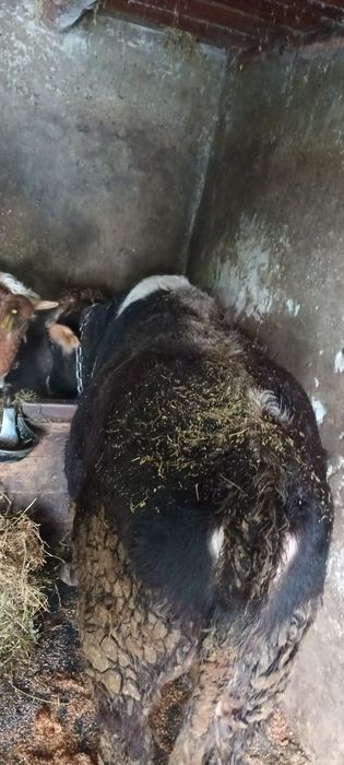 De vanzare 3 taurasi