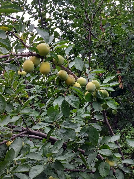 Vand prune galbene