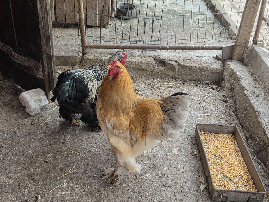 Cocosi brahma de vanzare
