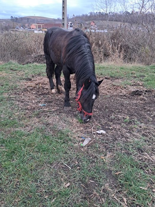 Vand manz de un an si 6 luni foarte cuminte culoarea neagra