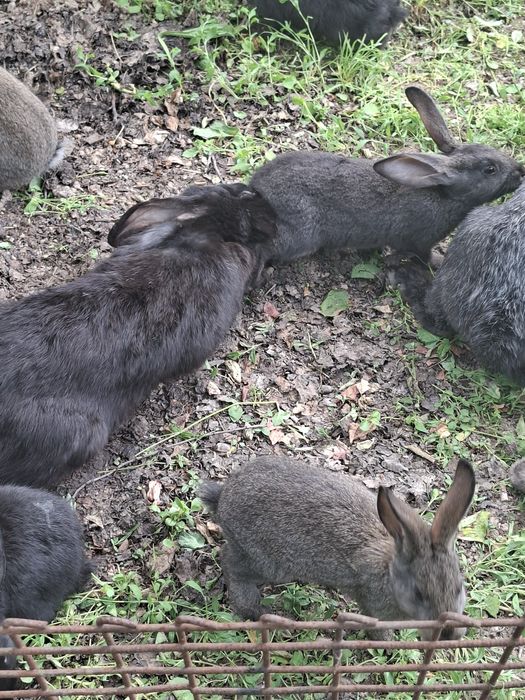 Продаются крольчата 7шт