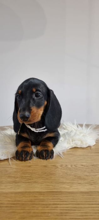 Femela teckel tekel dachshund standard par scurt pedigree tip A FCI