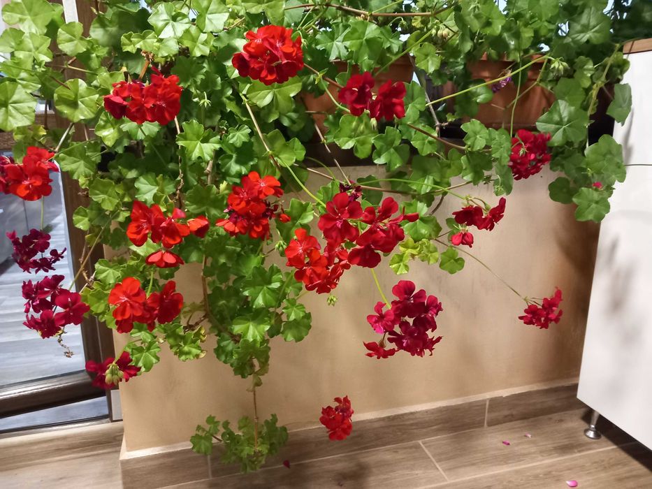 Резници на мушкато,сакъзче, налба, 1 бр. за 0,90ст, различни цветове