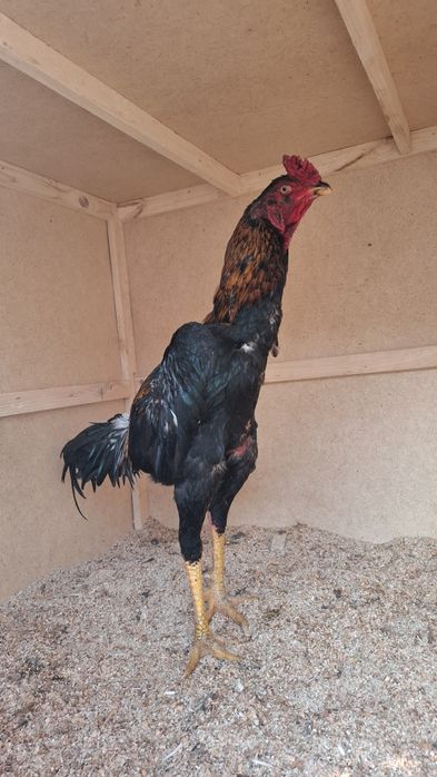 Yoshga Tlgan Joʻja Sotladi