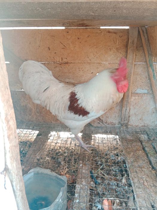 Қораз Ломон браун сатылады