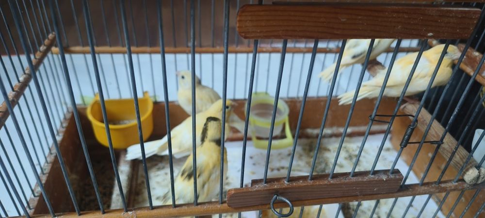 Канарейка 2 ойли