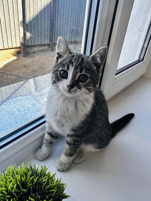 Скоттиш страйт 5000