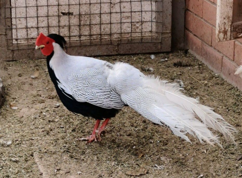 Фазаны разных видов.