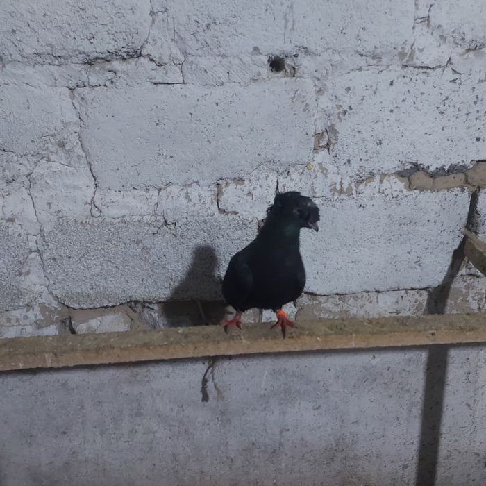 Жук двух чуби самец лет с игрой