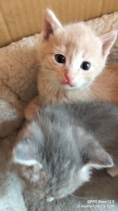 Одам котят бесплатно