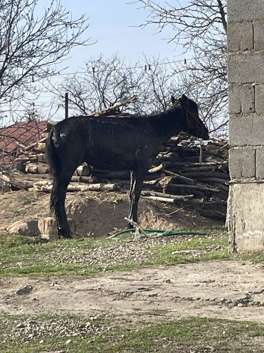 Продам жеребца 7 месецев ноги целые спокойный жеребец