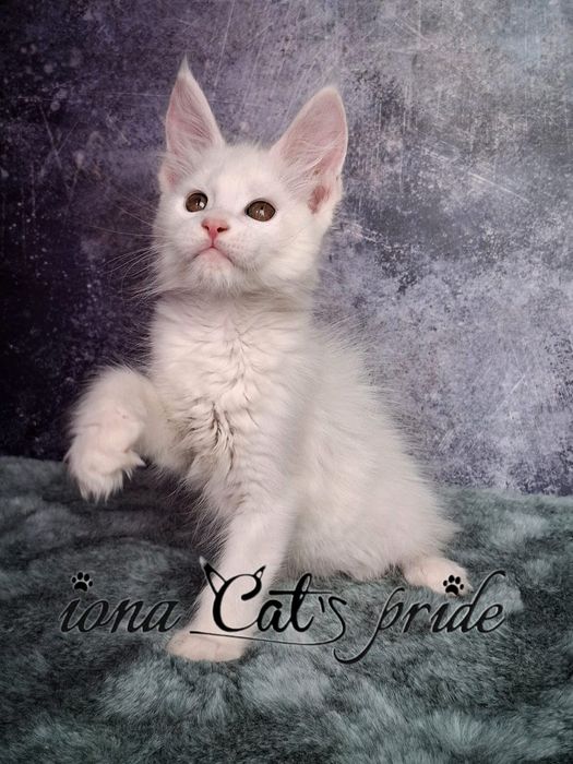 Котята мейнкун продаются