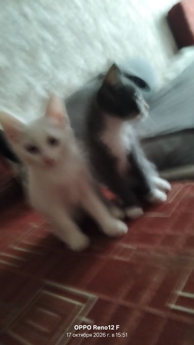 Котята в добрые руки!