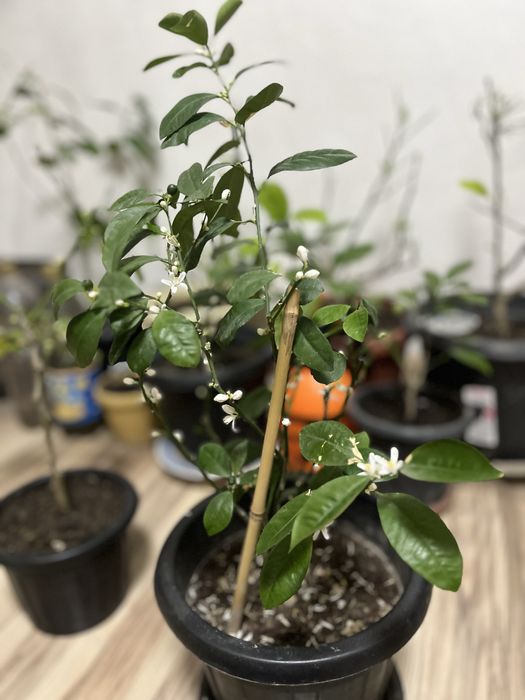 Продам мандарин каломандин