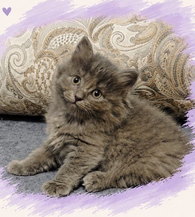 отдаю котят в хорошие руки