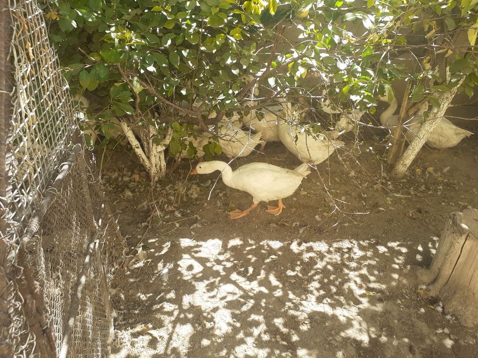 Продам гусей 4 месячных