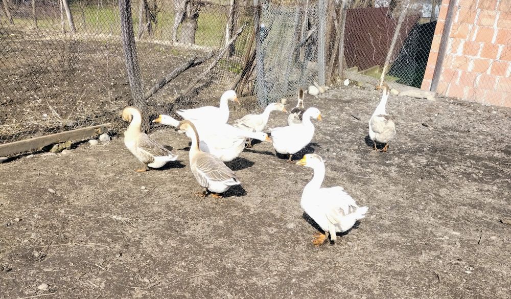 Ouă de gâscă românească