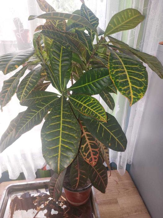 Продам комнатные цветы КРОТОН