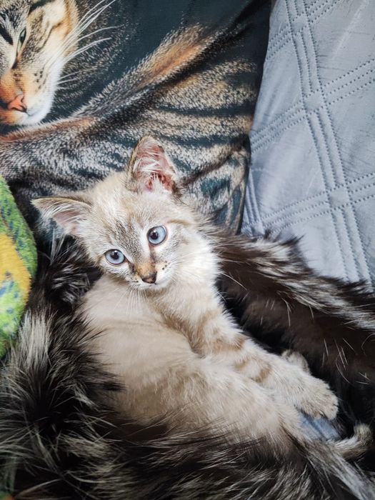 Отдается котенок в добрые руки