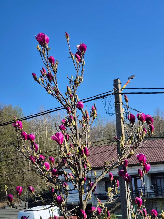 Vand magnolii Colibasi/ Mioveni/ Arges