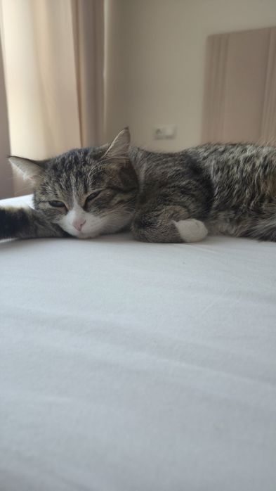 Отдам кошку в добрые руки