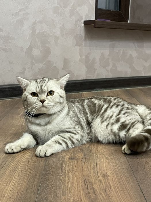 Кот молодой породистый