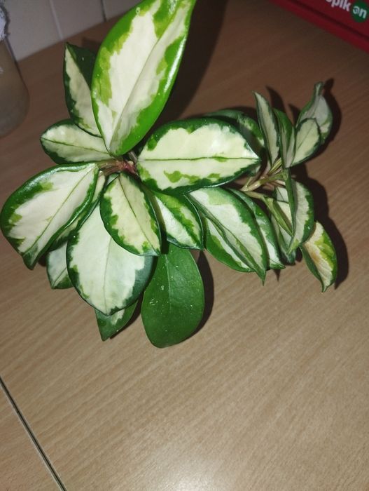 Хойи сортовые разные