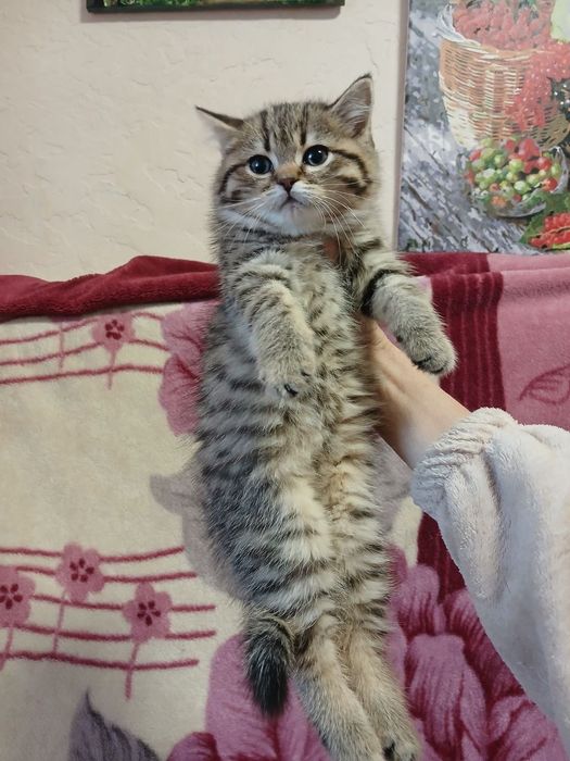 Продается шикарная девочка Скоттиш страйт