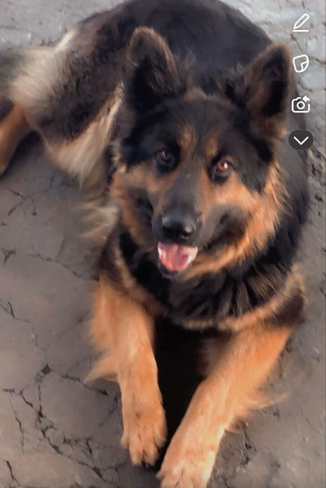 Потерялась немецкая овчарка