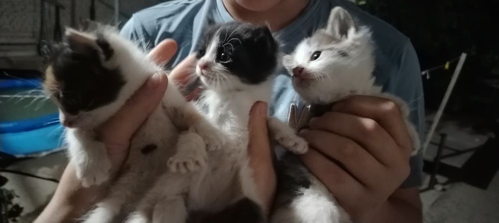 котята, 1 месячные