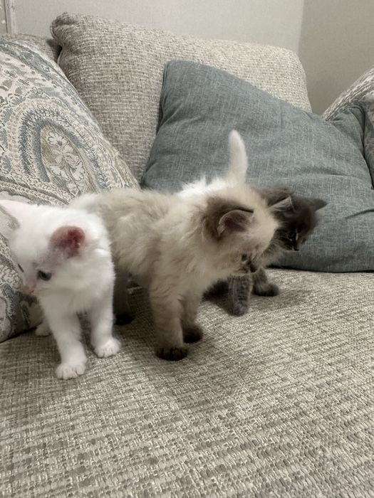 Продам ангорских котят