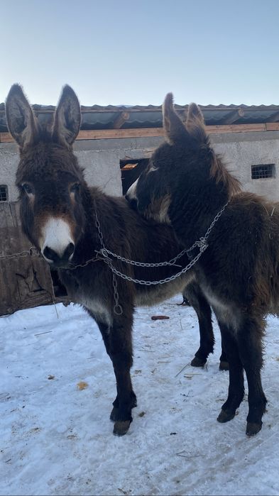 Vand doua magarite tinere